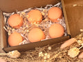 GALET MACARON PARFUMÉ – LOT DE 6🍊🌼